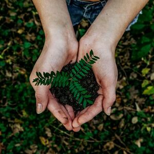 tree planting
